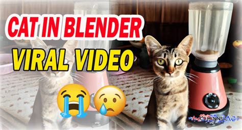 cat in blender full video|Saw the cat in blender video cant get it out of my mind.